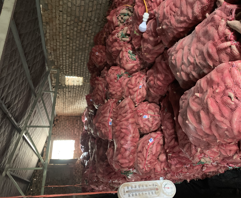 西瓜红密薯，商薯19大量上市安徽货，窖储存