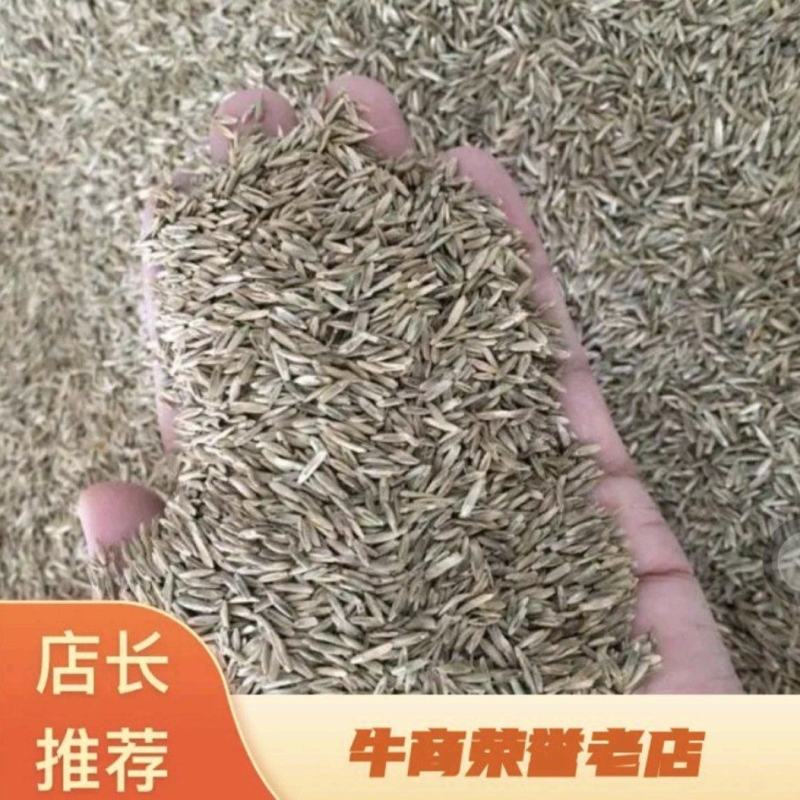 进口四倍体耐寒耐旱牧草种子宽叶多年生黑麦草种子