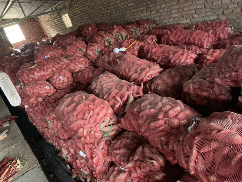 西瓜红密薯，商薯19大量上市安徽货，窖储存