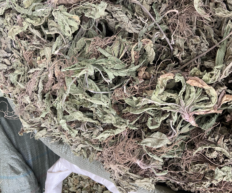 地胆草地胆草新货草鞋底磨地胆地苦胆地胆头药材