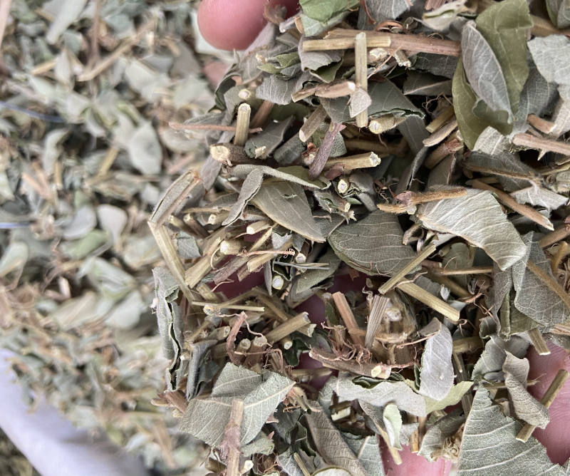 金钱草广西金钱草
