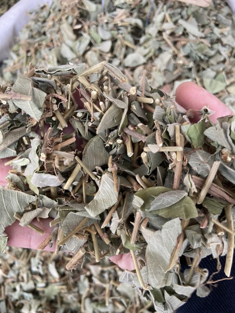 金钱草广西金钱草
