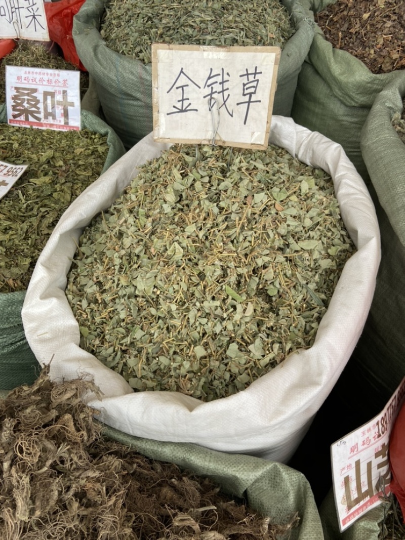 金钱草广西金钱草