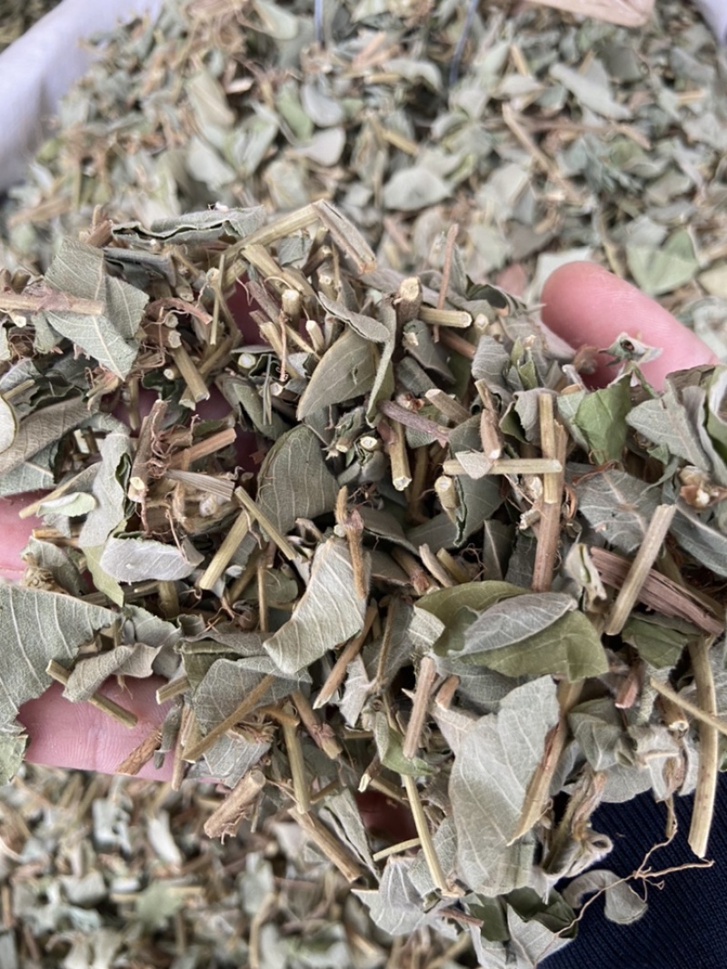 金钱草广西金钱草