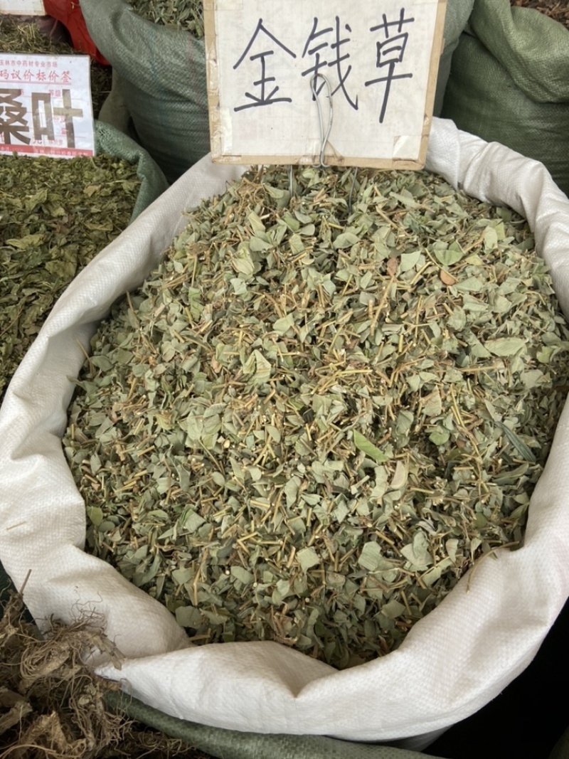金钱草广西金钱草