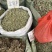 金钱草广西金钱草