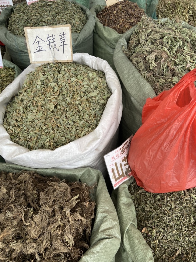 金钱草广西金钱草