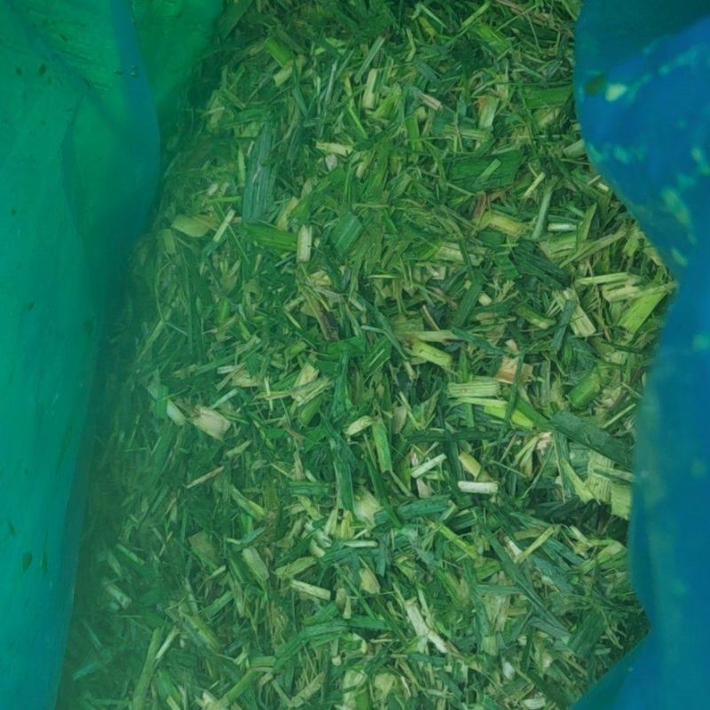 新鲜甘蔗尾