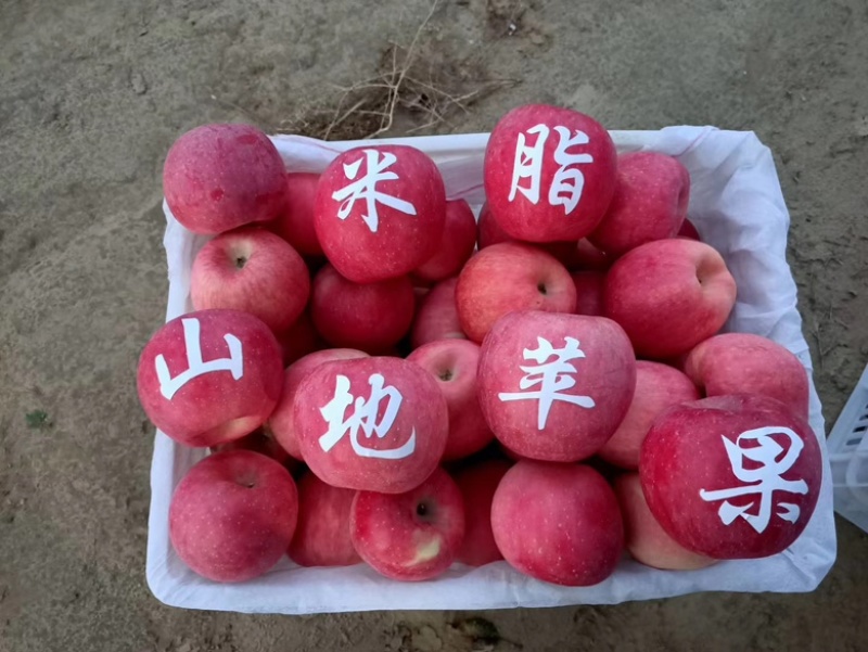 米脂县山地苹果：银洲香