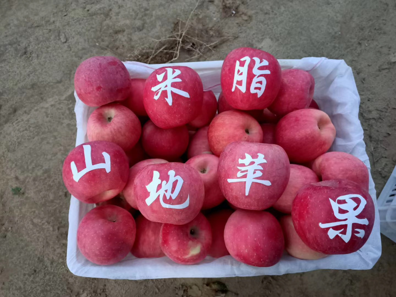 米脂县山地苹果：银洲香