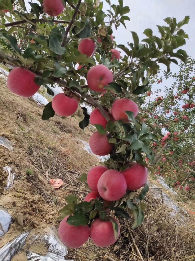 米脂县山地苹果：银洲香