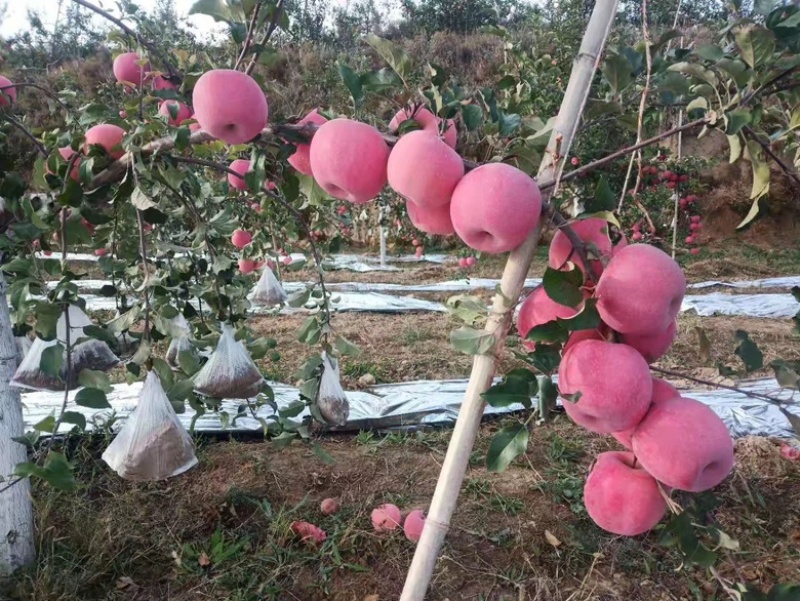 米脂县山地苹果：银洲香