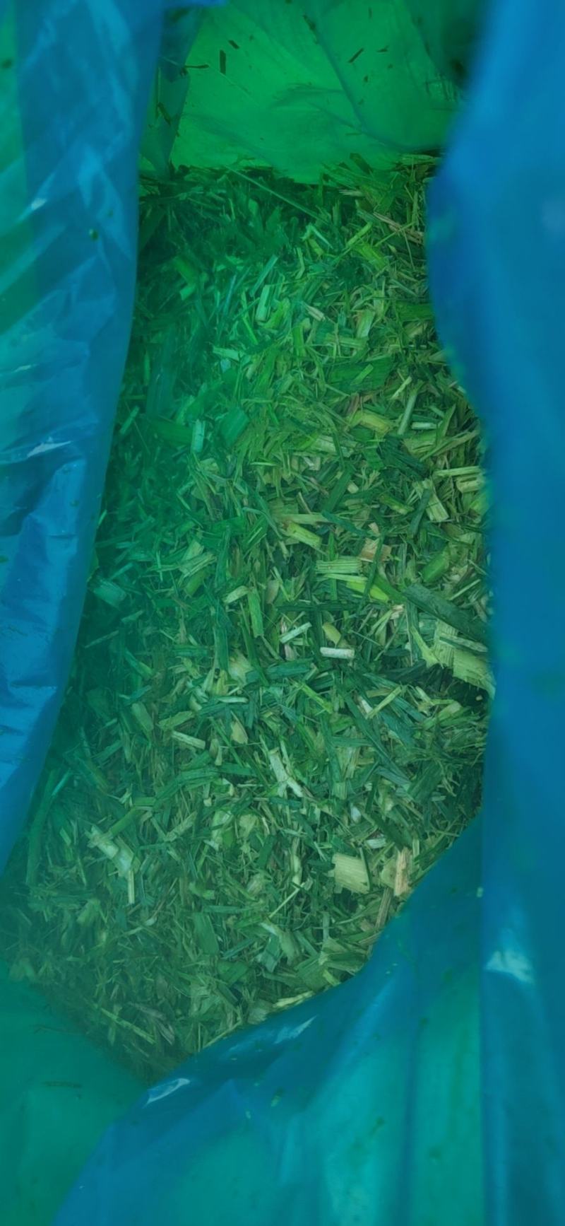 新鲜甘蔗尾