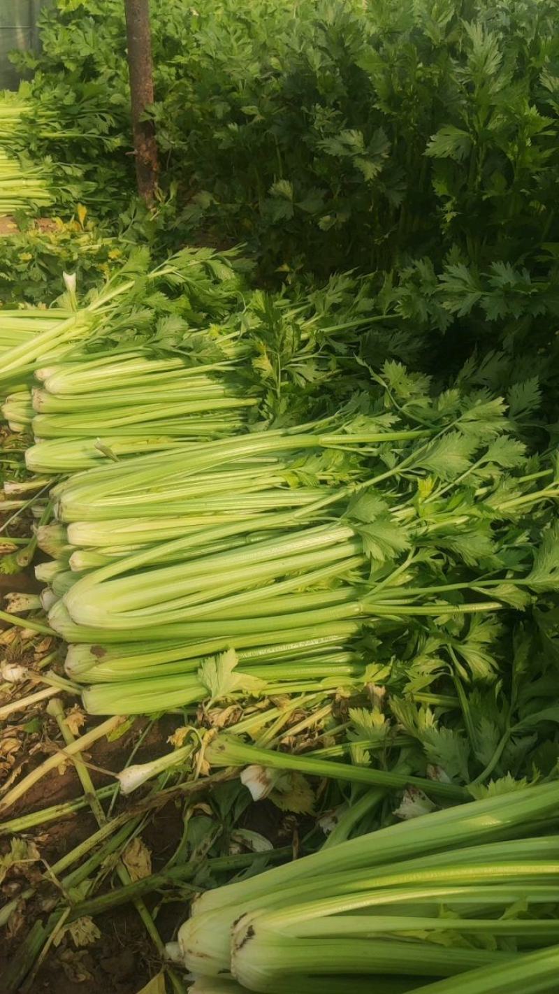 曹县，青堌集镇，千亩暖棚西芹大量上市，年前一直有菜，