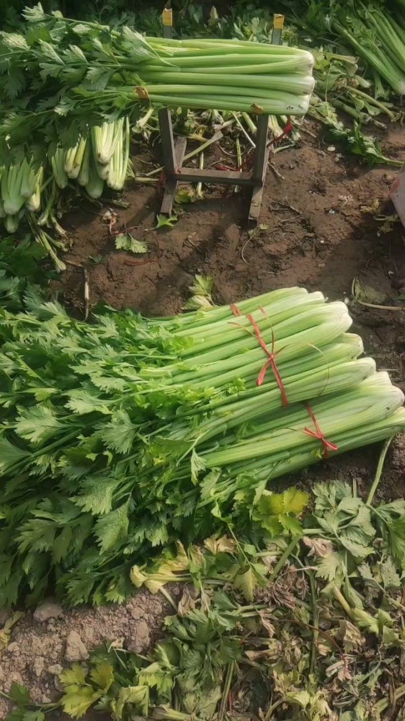 曹县，青堌集镇，千亩暖棚西芹大量上市，年前一直有菜，