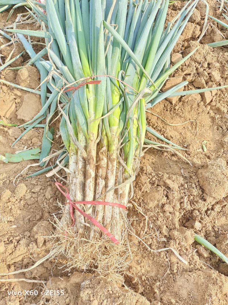 新野钢葱。中粗葱，总杆55cm，净白40cm。