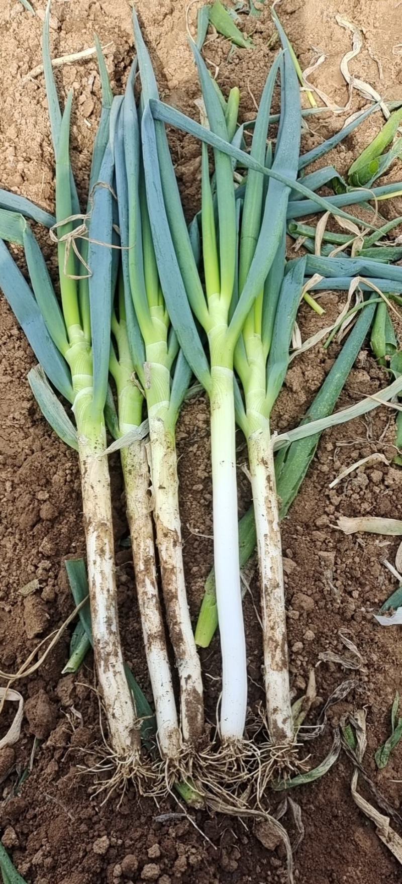 新野钢葱。中粗葱，总杆55cm，净白40cm。