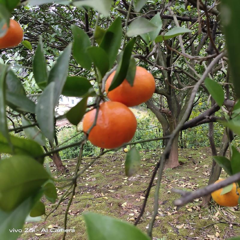 南充红橘，大果，精品果，可供市场批发，商场，拖板零售等。