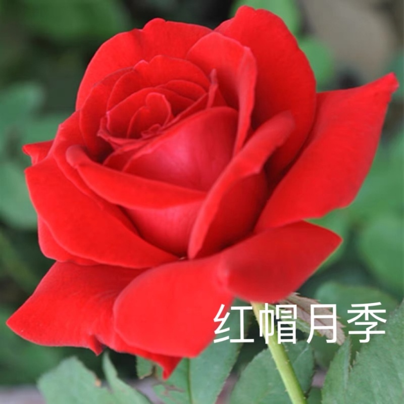 基地直供大花【红帽月季】小苗裸根扦插苗庭院阳台四季开花