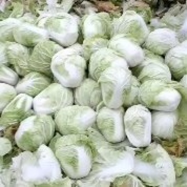 凤台县白菜