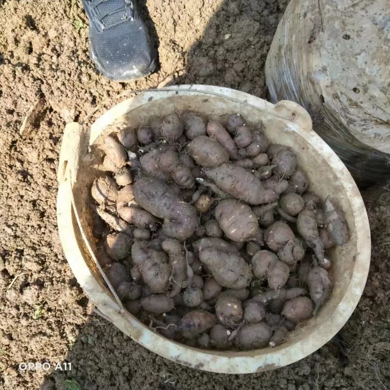 正宗野生三叶青长年有货，量大从优欢迎各位老板来选购