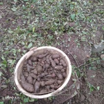 正宗野生三叶青长年有货，量大从优欢迎各位老板来选购
