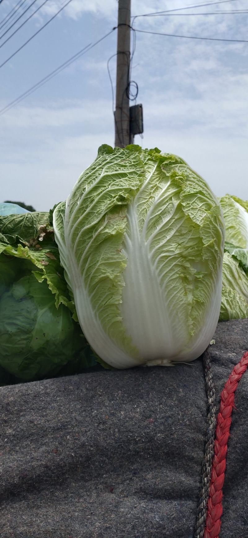 凤台县白菜