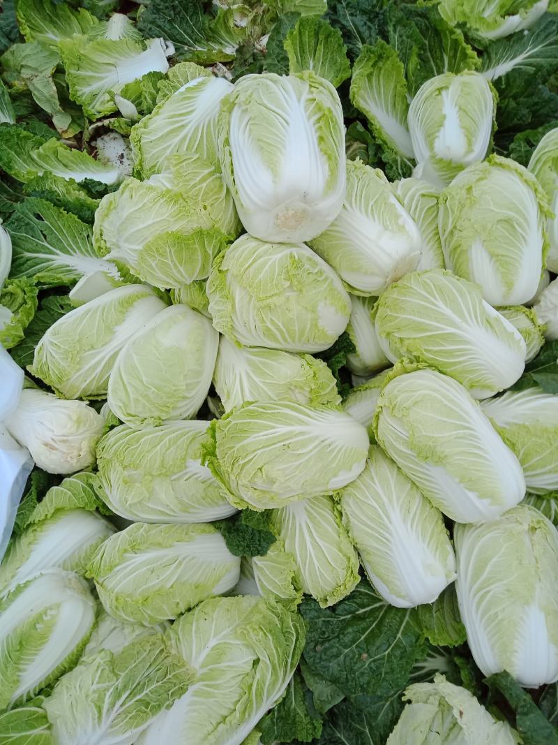 凤台县白菜