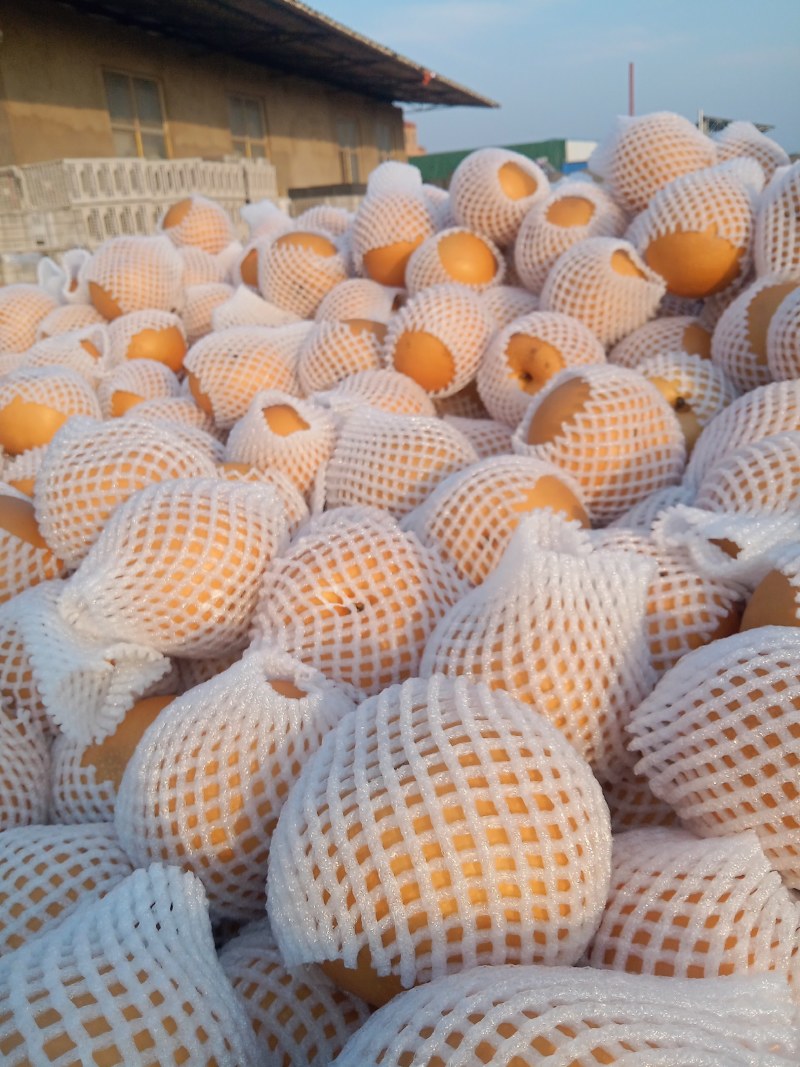 秋月二级梨！