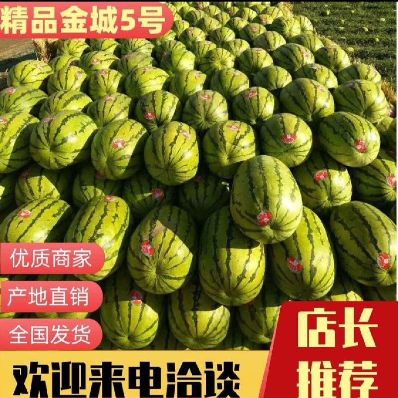 内蒙古金城5号一手货源品质保证代发全国诚信经营