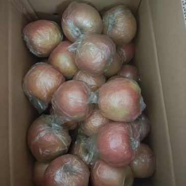 冰糖心红富士