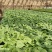露天专用油绿抗病高产苦瓜苗，适合各地基地，农户种植。