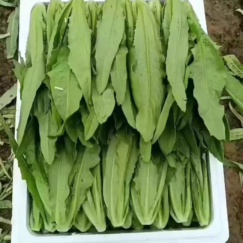 河北油麦菜精品油麦菜全国发货货量充足配花车