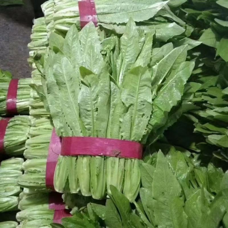 河北油麦菜精品油麦菜全国发货货量充足配花车