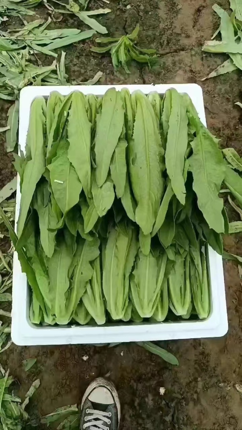 河北油麦菜精品油麦菜全国发货货量充足配花车