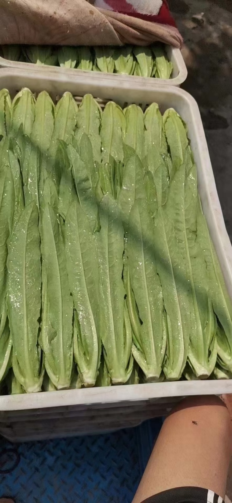 河北油麦菜精品油麦菜全国发货货量充足配花车
