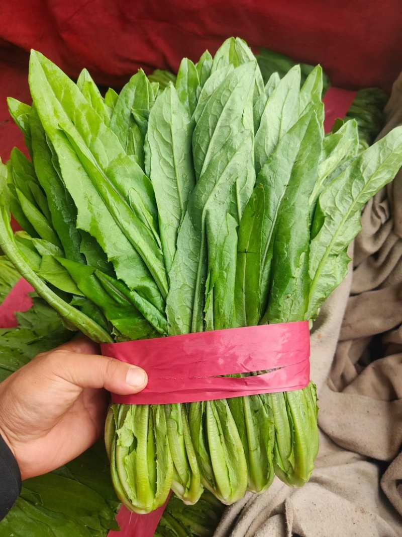 河北油麦菜精品油麦菜全国发货货量充足配花车