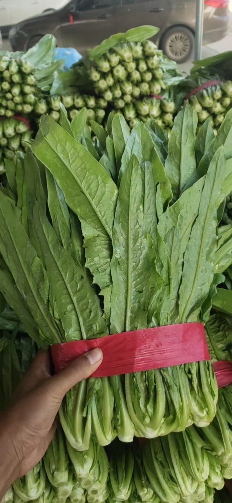 河北油麦菜精品油麦菜全国发货货量充足配花车