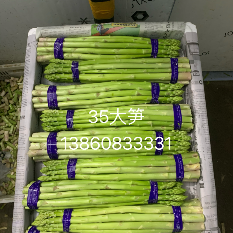 福建绿芦笋现采现卖35公分30公分25公分特大大笋中笋
