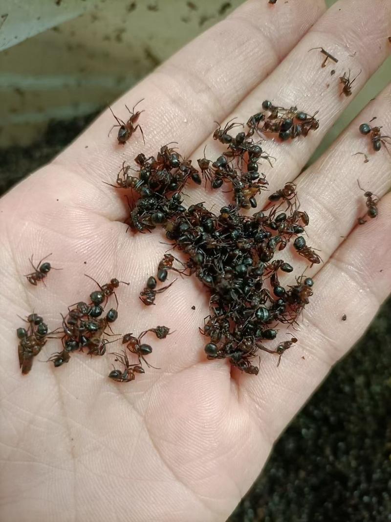 黑马蚁，又叫拟黑多刺蚁、鼎突多刺蚁、双齿多刺蚁