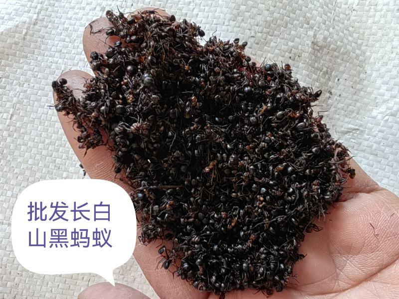 黑马蚁，又叫拟黑多刺蚁、鼎突多刺蚁、双齿多刺蚁
