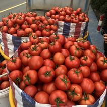 苍南西红柿优质大红、硬粉西红柿大量上市对接商超电商