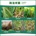 6%春雷霉素杀菌剂稻瘟流胶溃疡细菌性角斑病果蔬杀菌剂