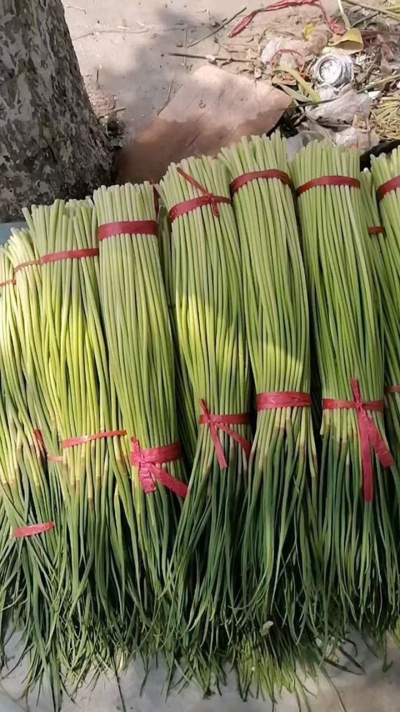 蒜薹红帽蒜臺红帽蒜苔可加工精品小把提供冷库