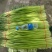 蒜薹红帽蒜臺红帽蒜苔可加工精品小把提供冷库