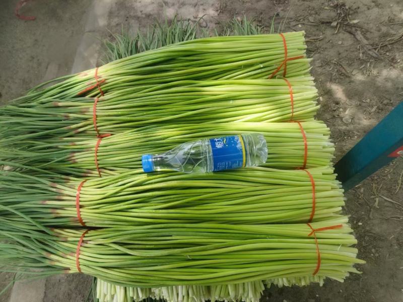 蒜薹红帽蒜臺红帽蒜苔可加工精品小把提供冷库