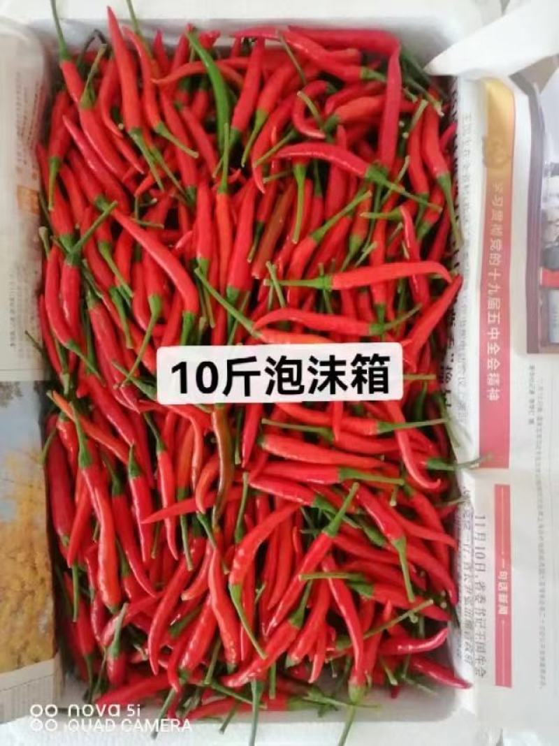 河南小米椒艳红辣椒产地直供常年供应市场货电商货