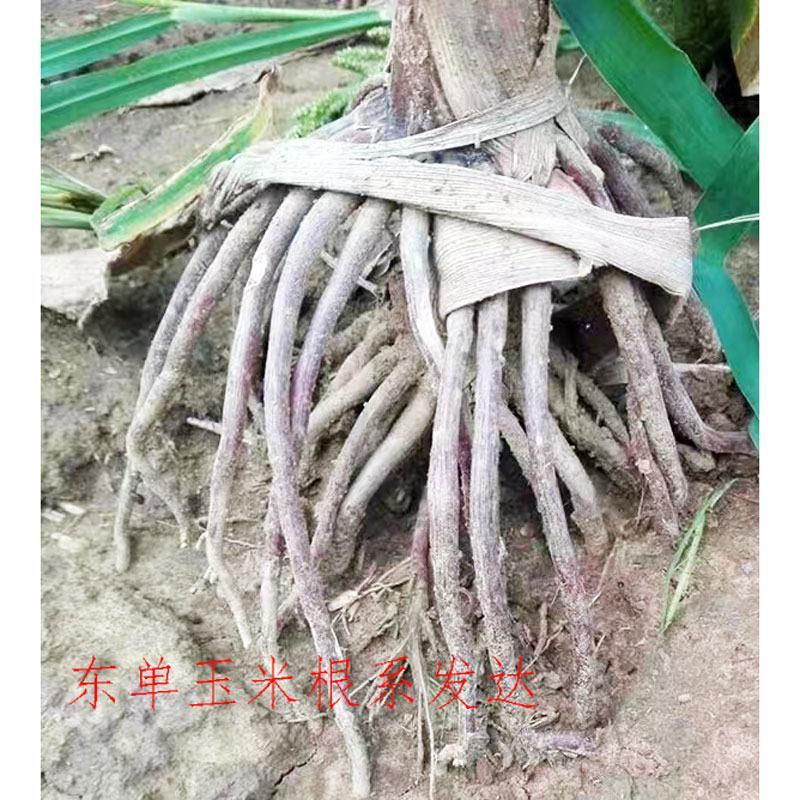 东单1331东单6531小钢炮饲料玉米种子高产大棒大田