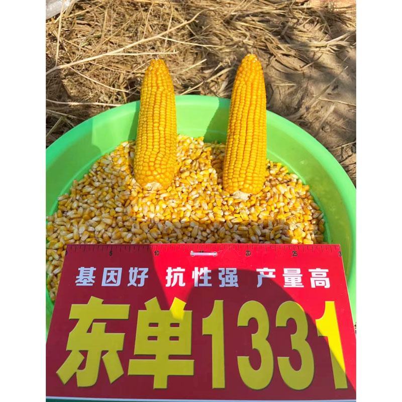 东单1331东单6531小钢炮饲料玉米种子高产大棒大田