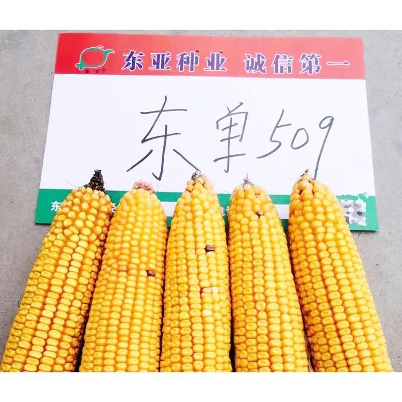 东单1331东单6531小钢炮饲料玉米种子高产大棒大田